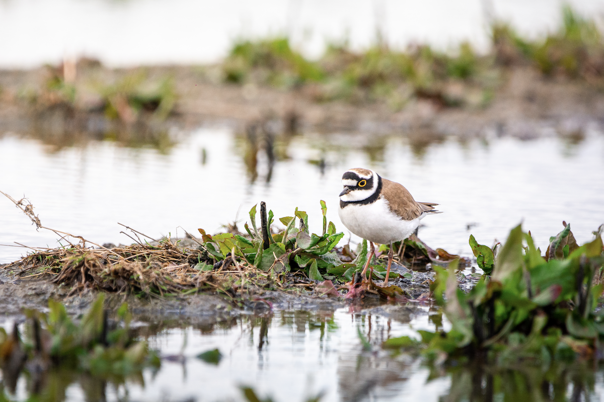 Little Ringed Plover - ML431010091