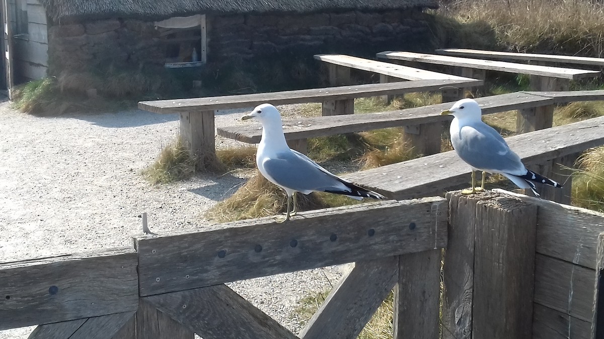 Common Gull - ML431010451