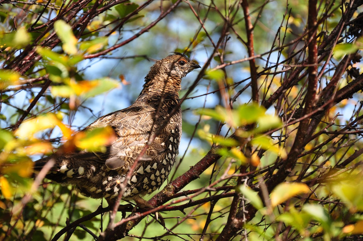 Siberian Grouse - ML431010501