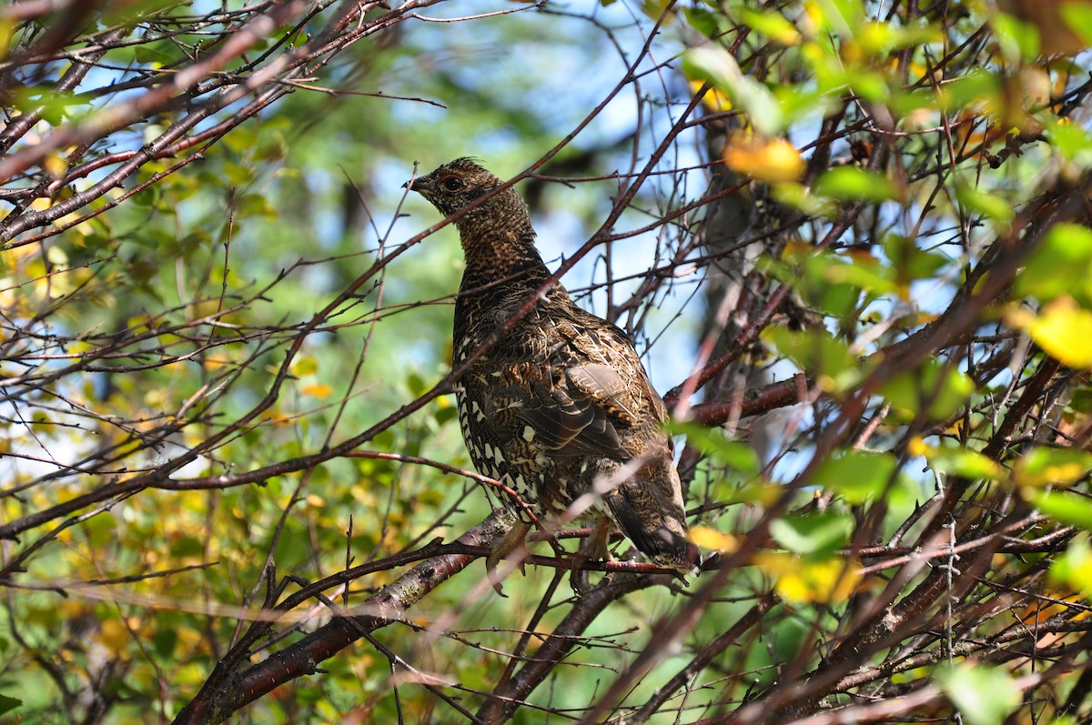 Siberian Grouse - ML431011571