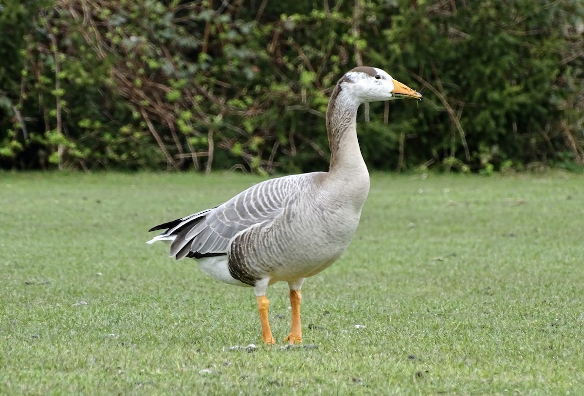 goose sp. - Andreas Minde