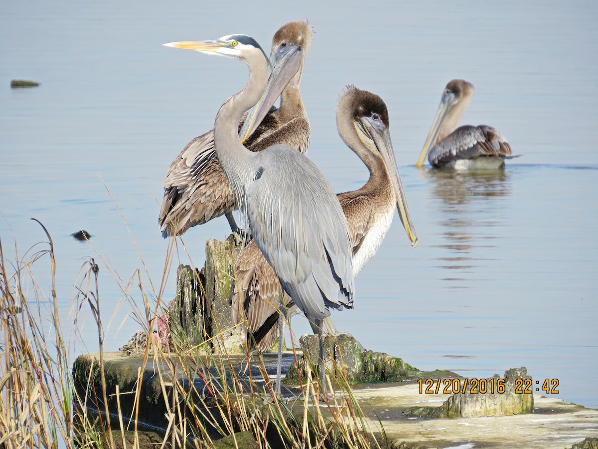 Garza Azulada - ML43101201