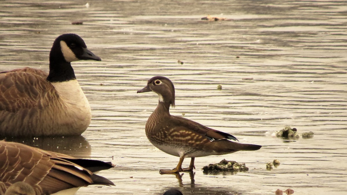 Wood Duck - ML43101241