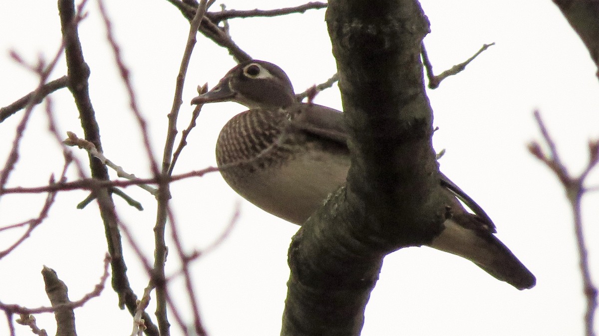 Wood Duck - ML43101251