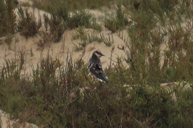 Great Spotted Cuckoo - ML431012721