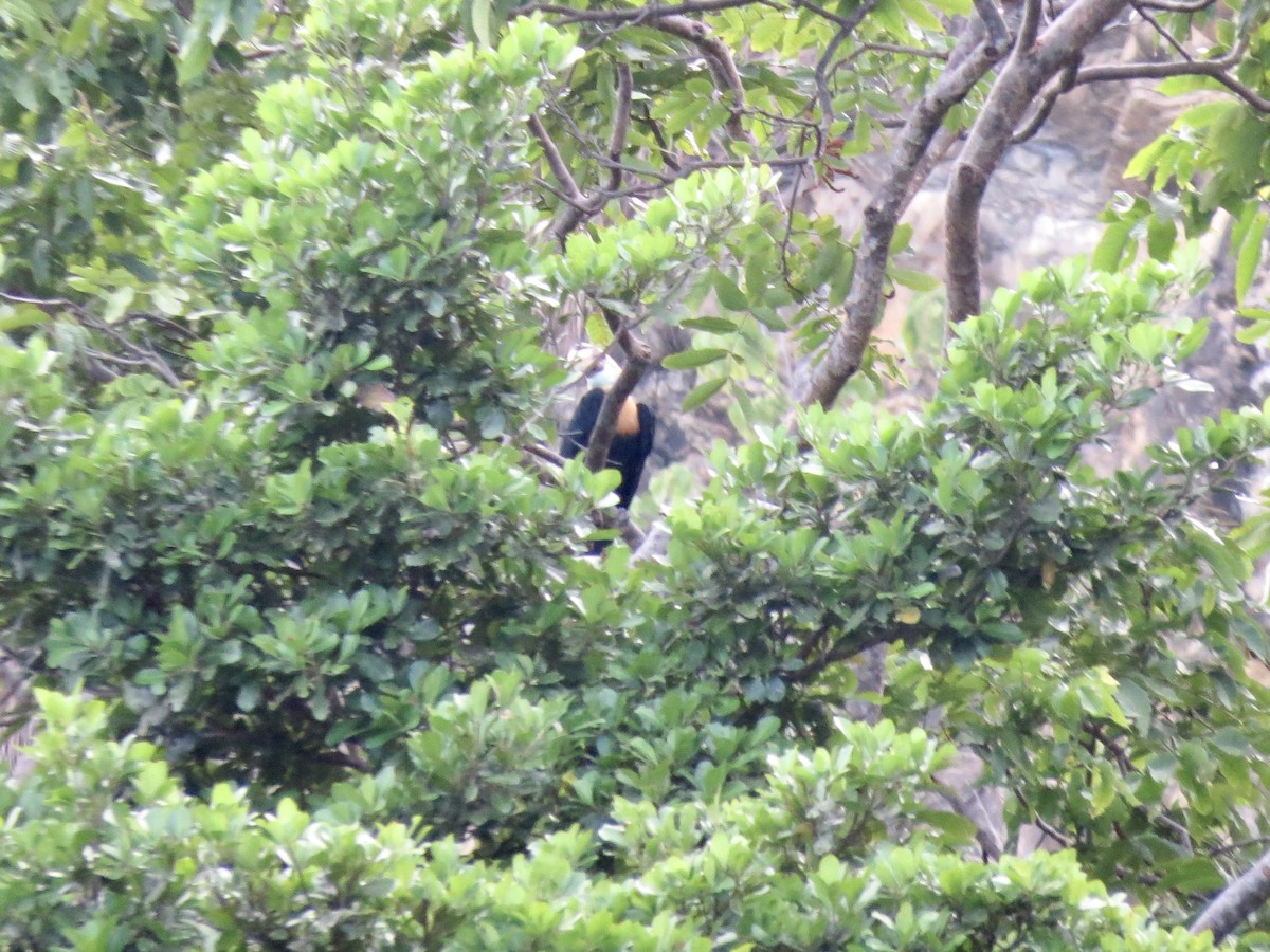 Blyth's Hornbill - ML431013051