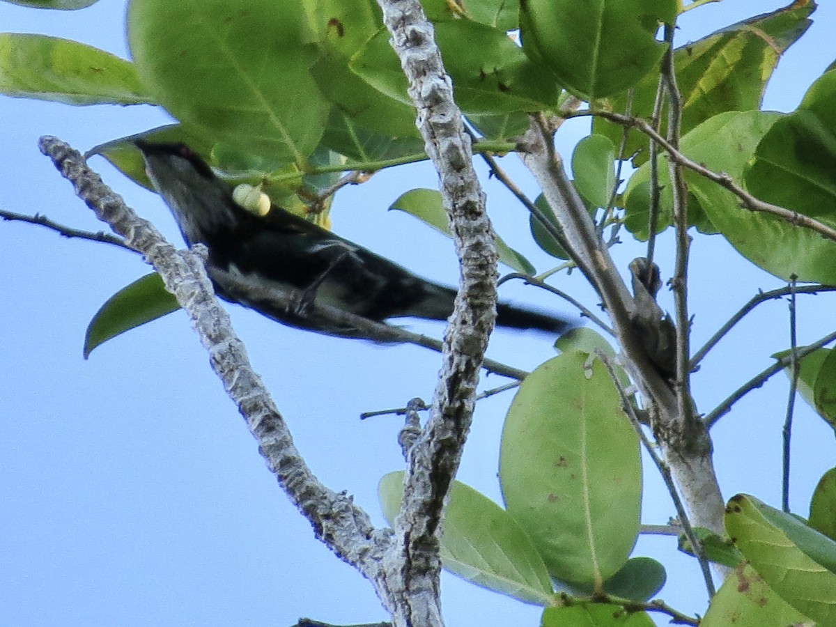 Metallic Starling - ML431013281