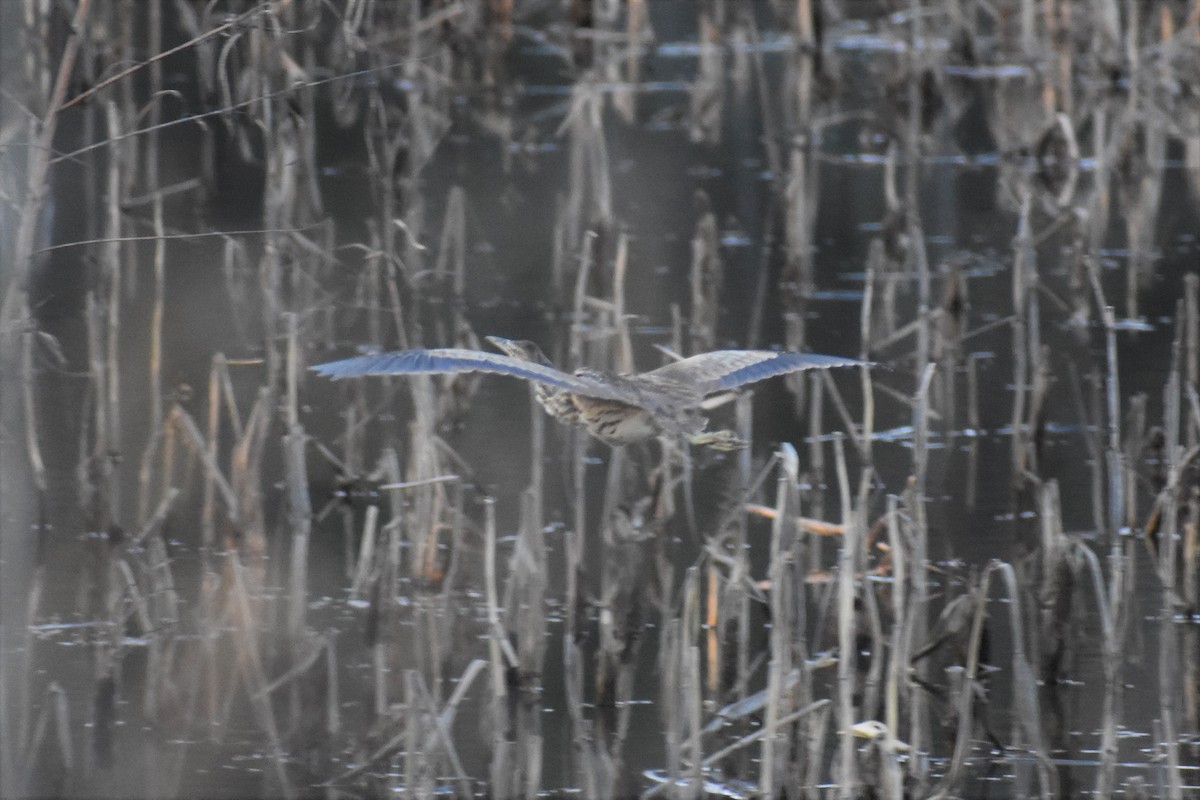 American Bittern - ML431013481