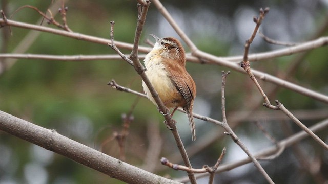 Carolina Wren - ML431014291