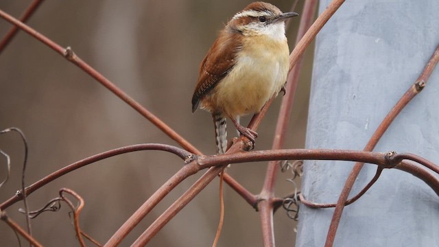 Carolina Wren - ML431014321