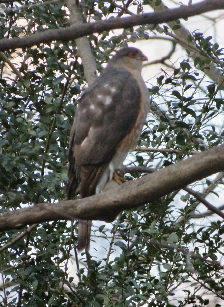 Sharp-shinned Hawk - Mary Jo Buckwalter