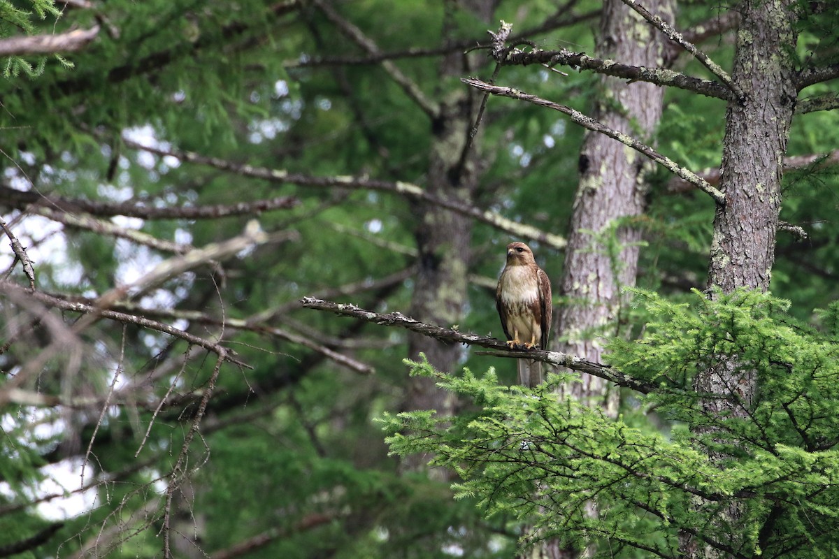 Eastern Buzzard - ML431016311