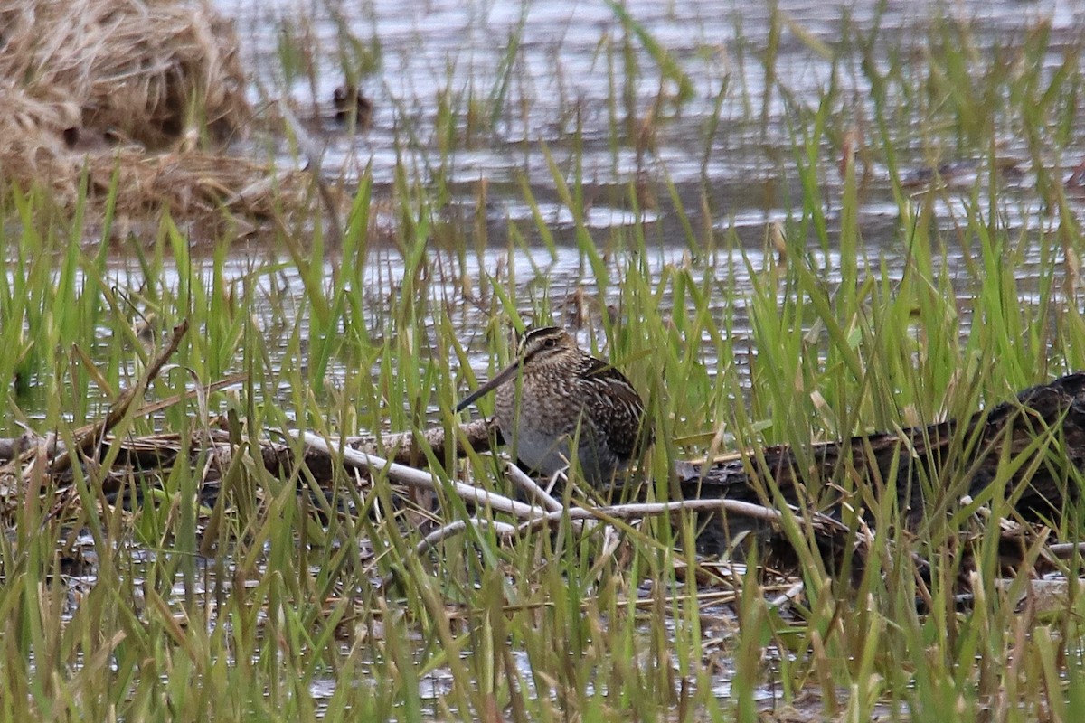 Wilson's Snipe - Anthony Macchiarola