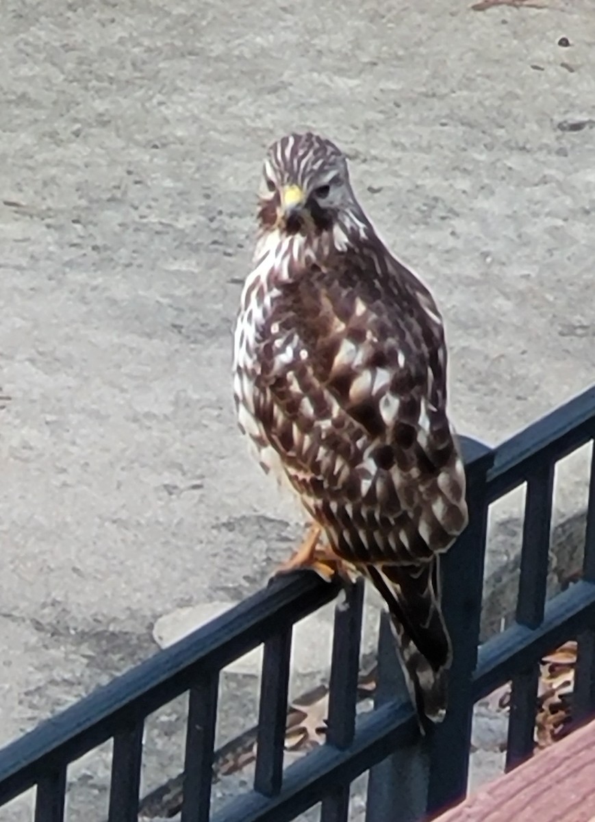 Red-shouldered Hawk - ML431018791
