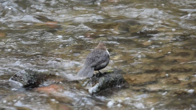 White-throated Dipper - ML431019231