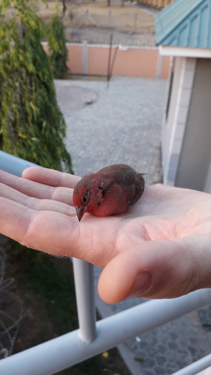 Red-billed Firefinch - ML431021391