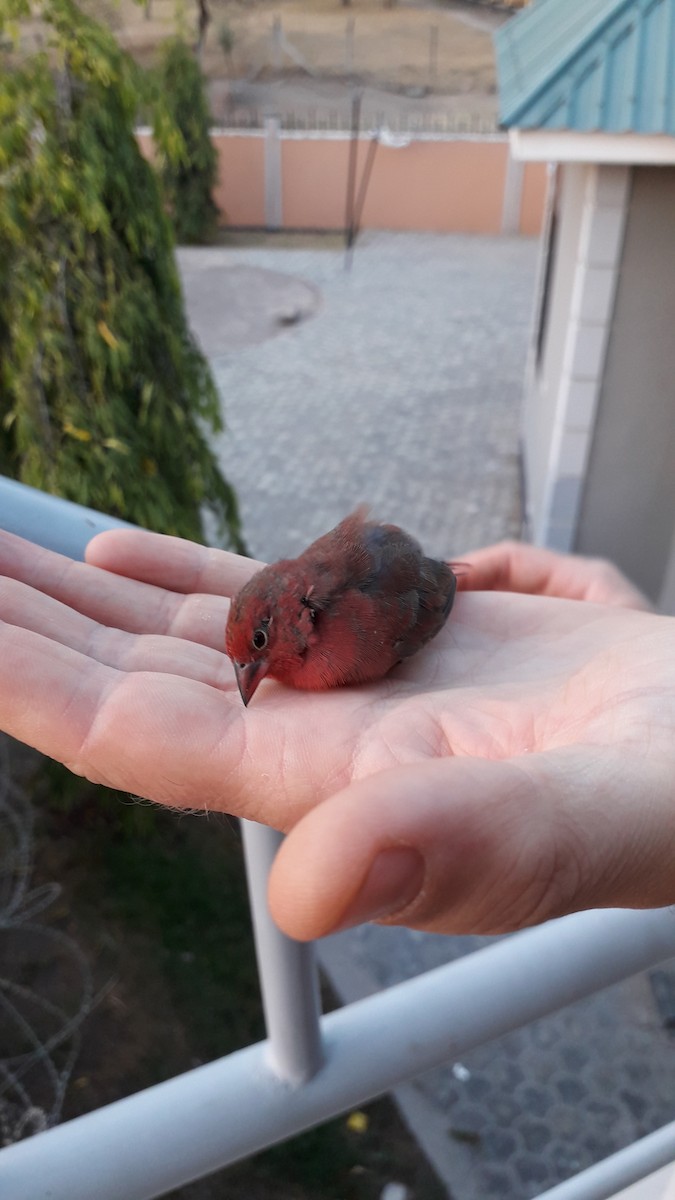 Red-billed Firefinch - ML431021411