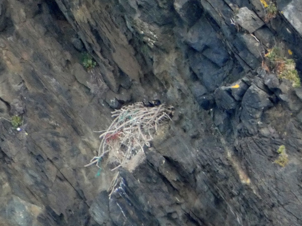 Peregrine Falcon (Mediterranean) - ML431021871