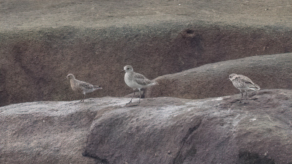 Red Knot - Vincent Yeow-Ming NG