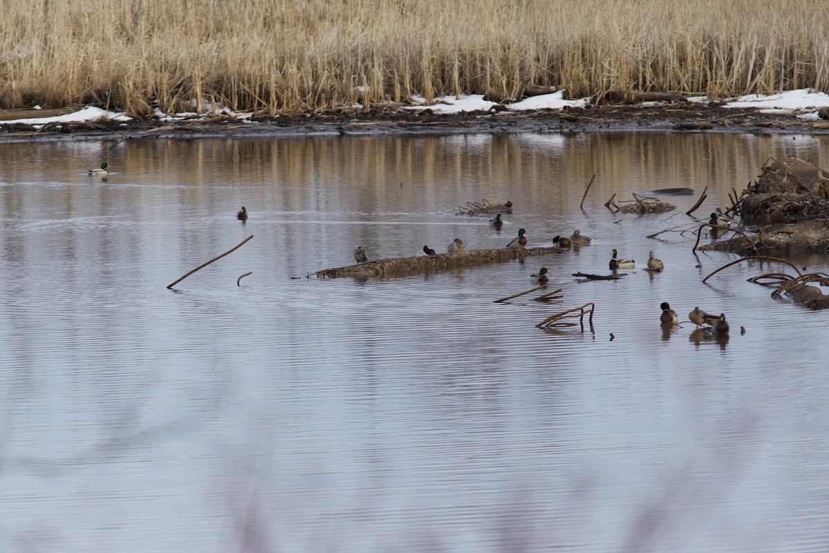 Canvasback - Sean McLaughlin