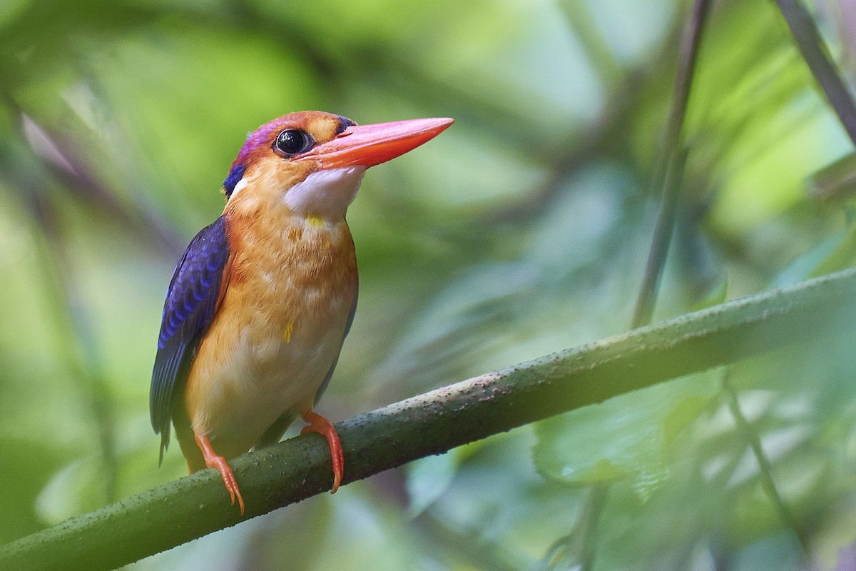 Black-backed Dwarf-Kingfisher - ML431023671