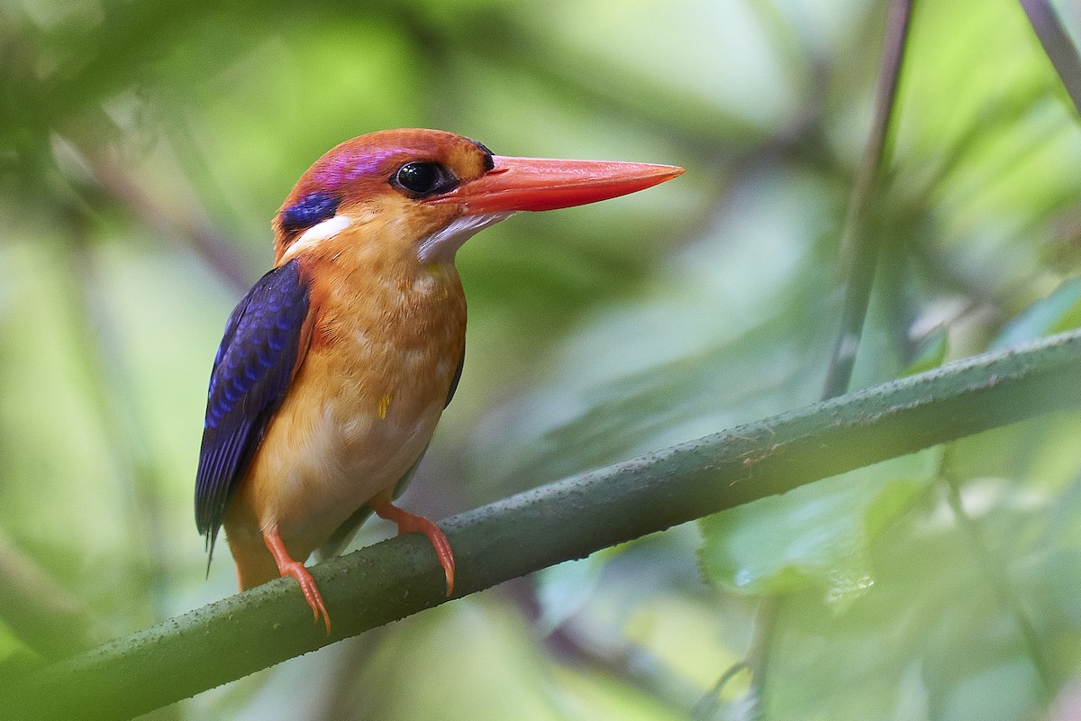 Black-backed Dwarf-Kingfisher - ML431023681