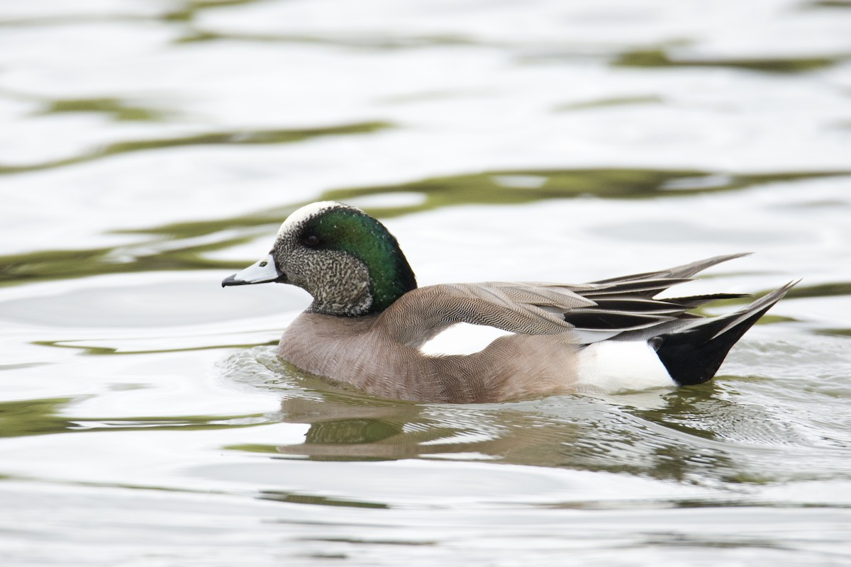 American Wigeon - ML431023941