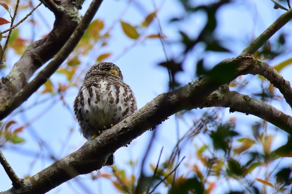 Collared Owlet - ML431024021