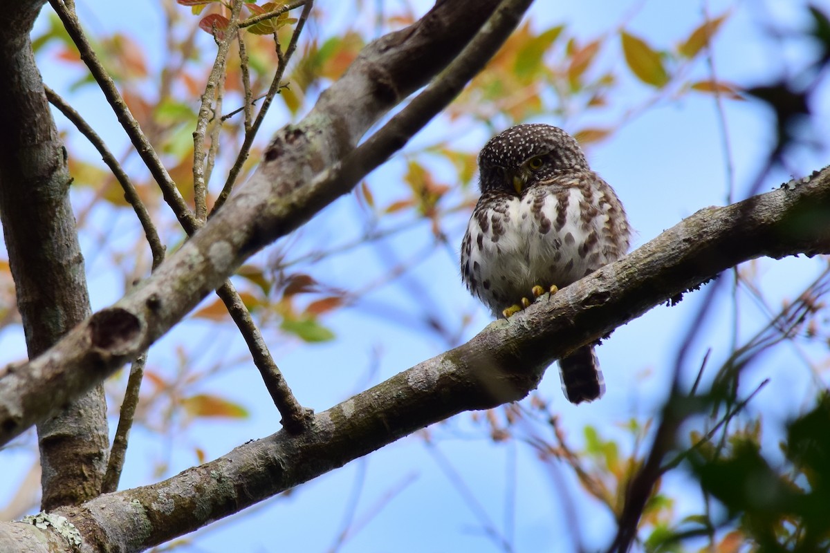 Collared Owlet - ML431024041