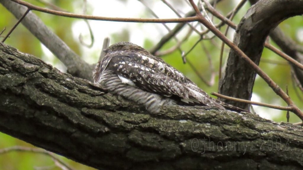 Common Nighthawk - Daniel Booker