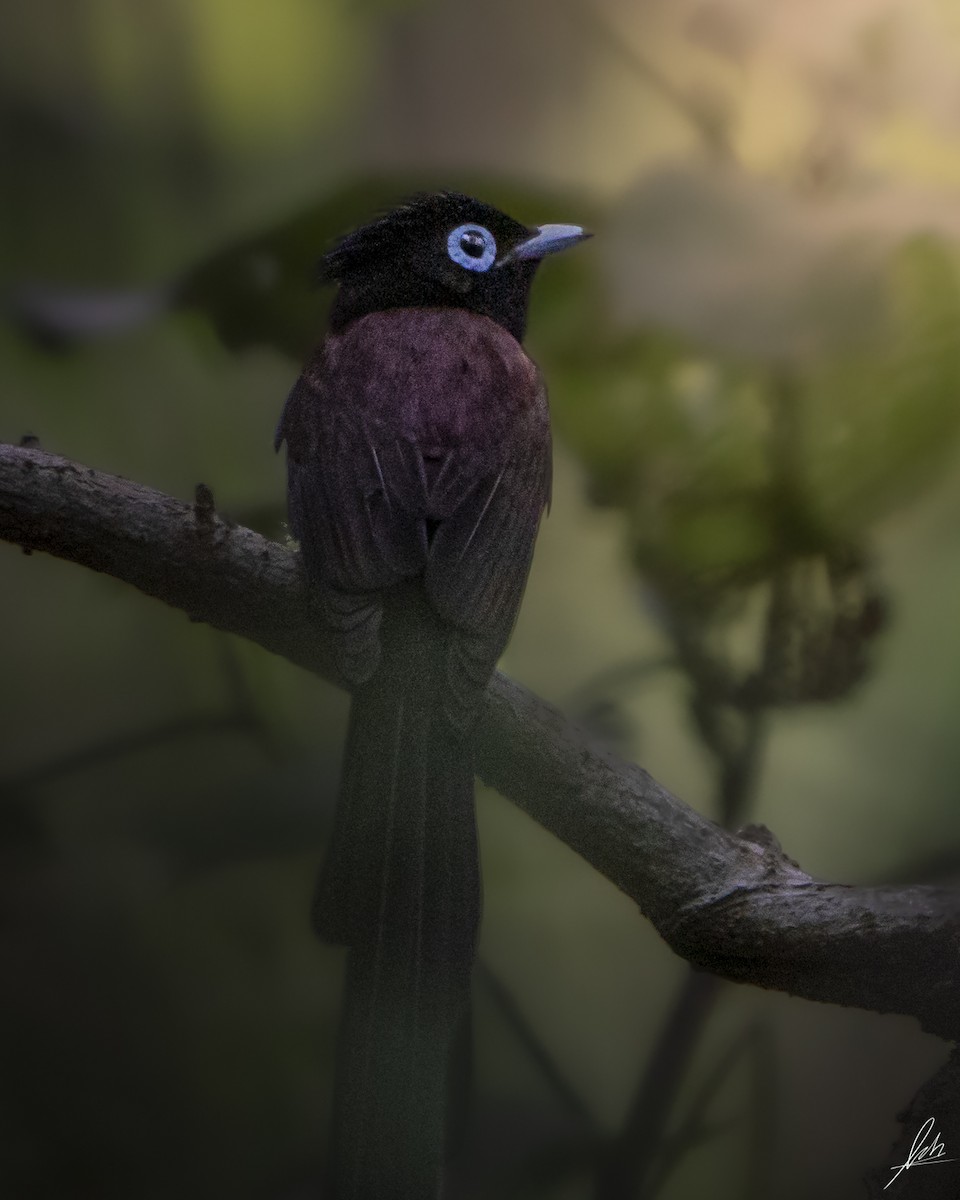 Black Paradise-Flycatcher - ML431027741