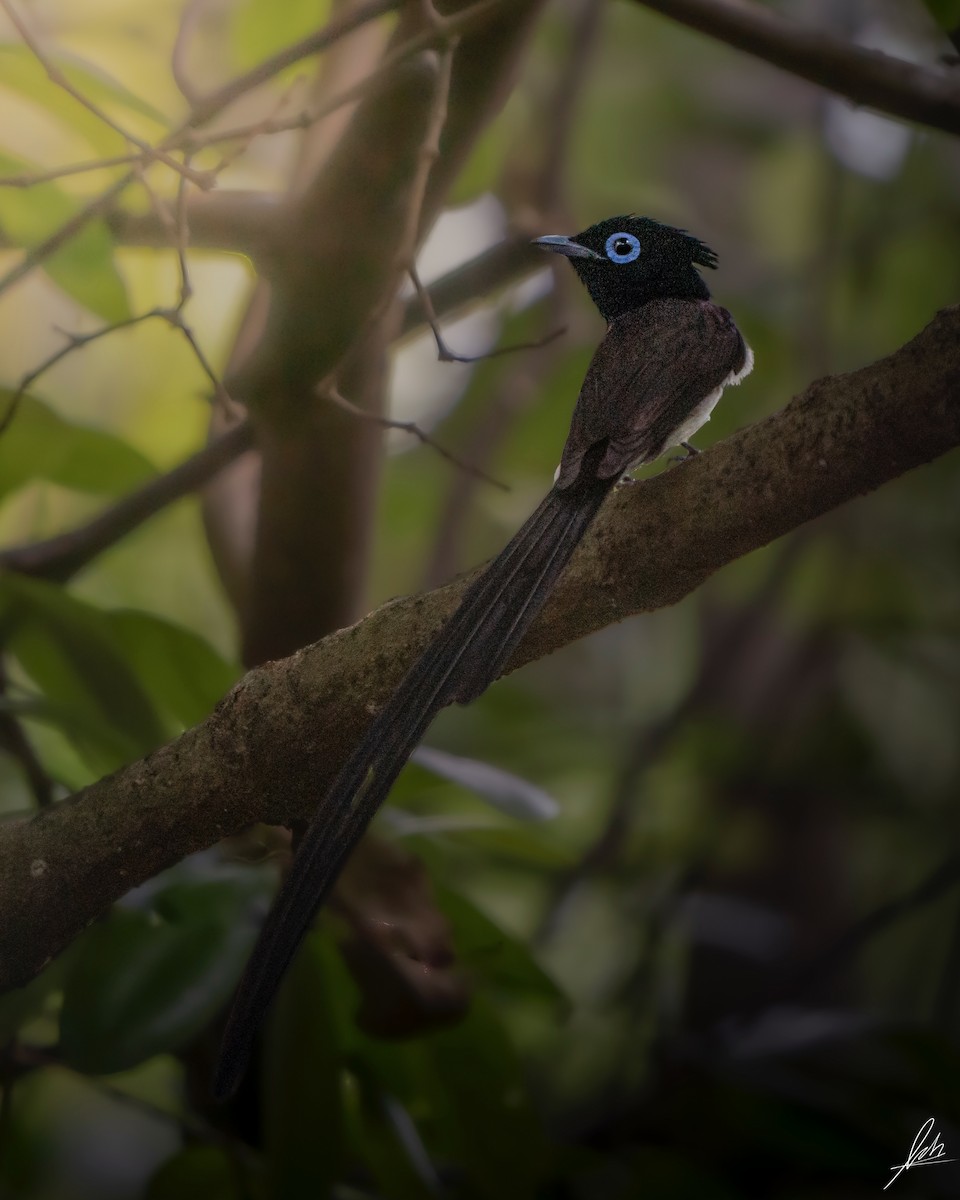 Black Paradise-Flycatcher - ML431027761