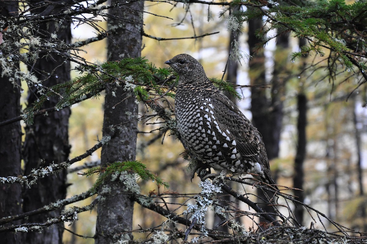 Siberian Grouse - ML431028691