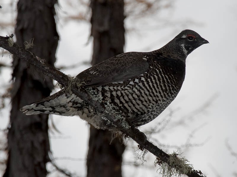 Siberian Grouse - ML431029911