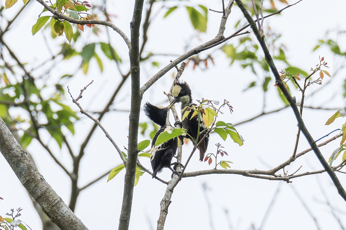 Heart-spotted Woodpecker - Wich’yanan Limparungpatthanakij