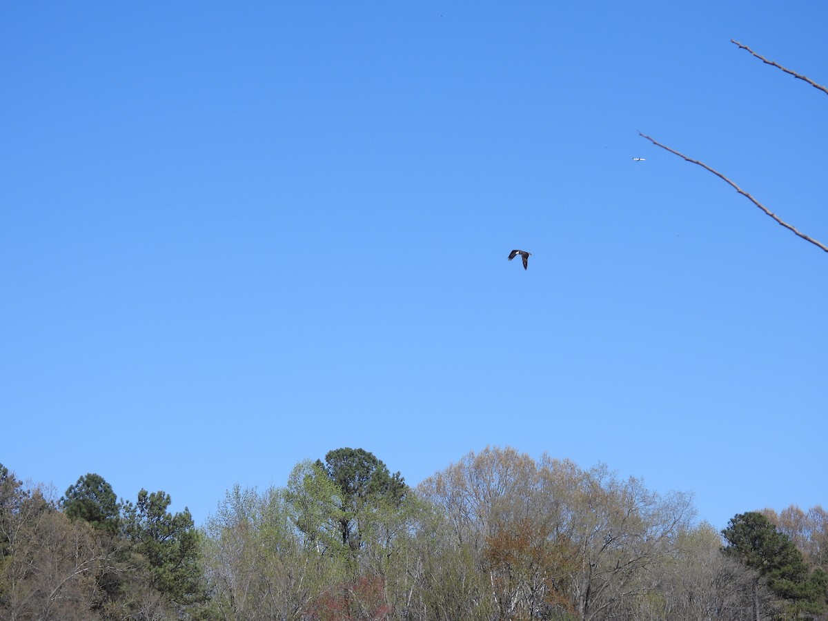 orlovec říční - ML431030131