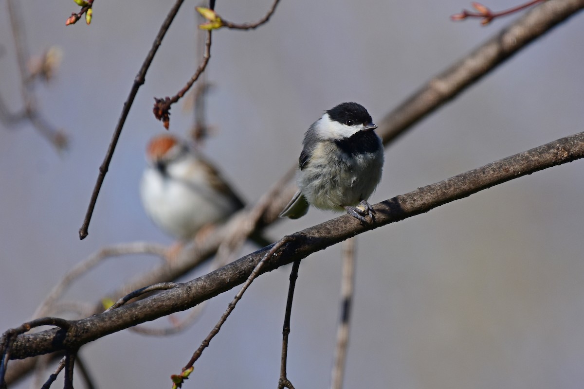 Carolina Chickadee - ML431030221