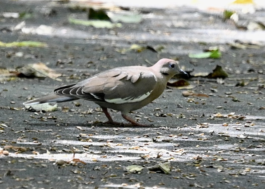 White-winged Dove - ML431031941