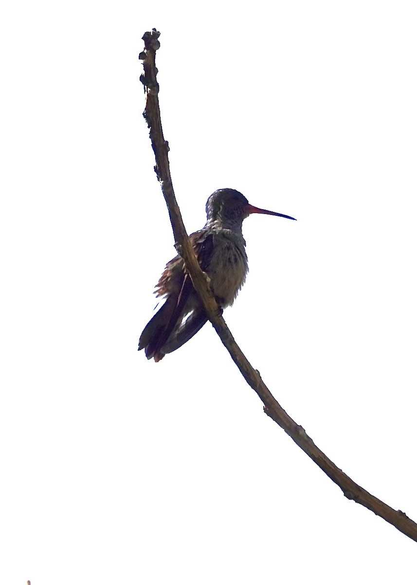 Blue-vented Hummingbird - ML431031991