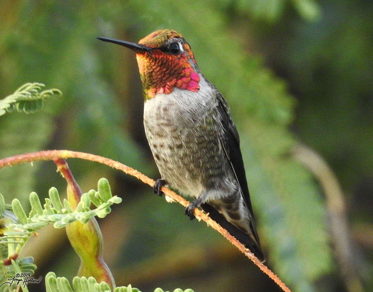 rødmaskekolibri - ML431032091