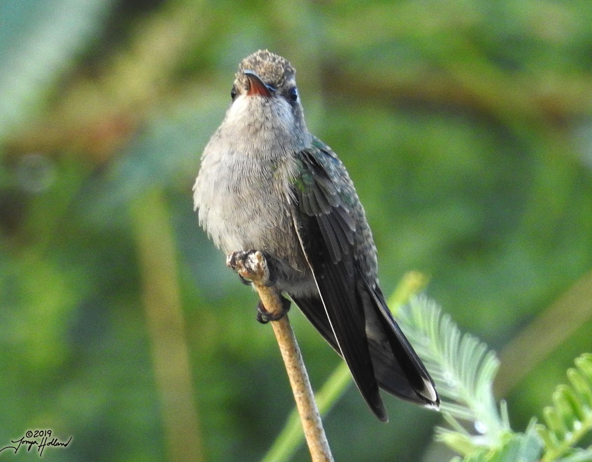 Colibrí Piquiancho Común - ML431032631