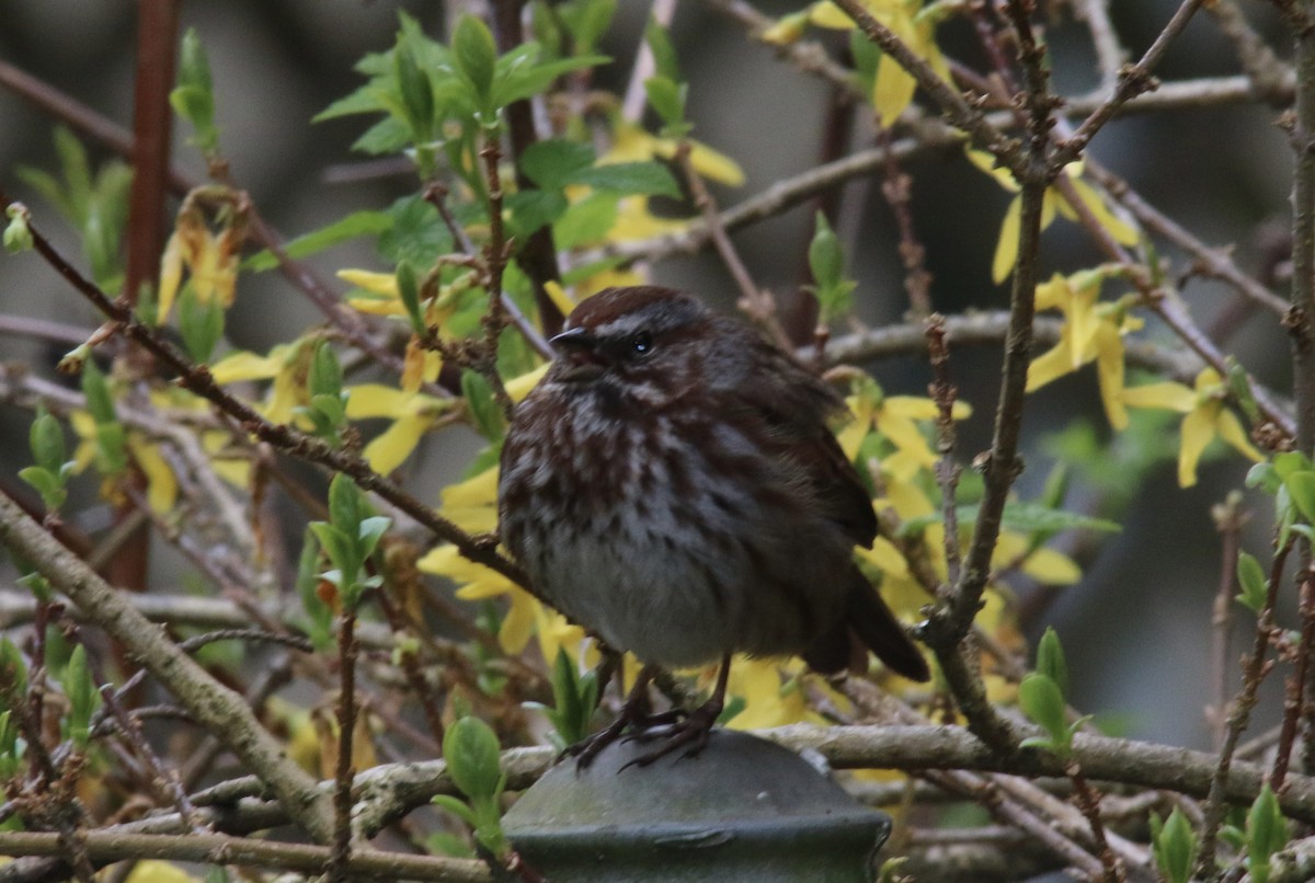 Song Sparrow - ML431032871