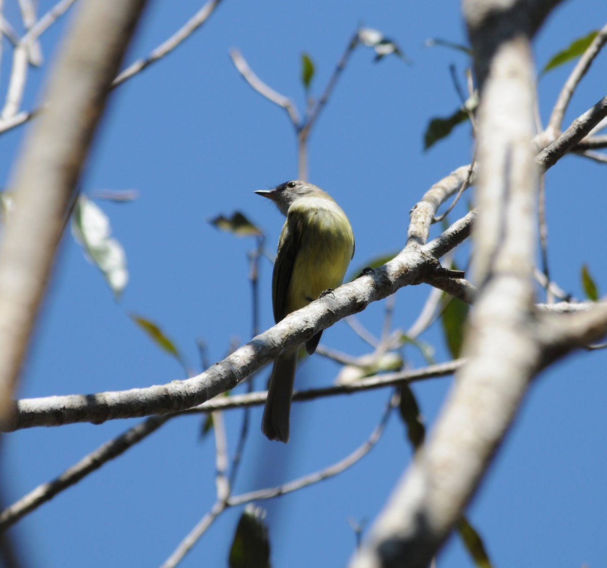 Greenish Elaenia - ML43103401