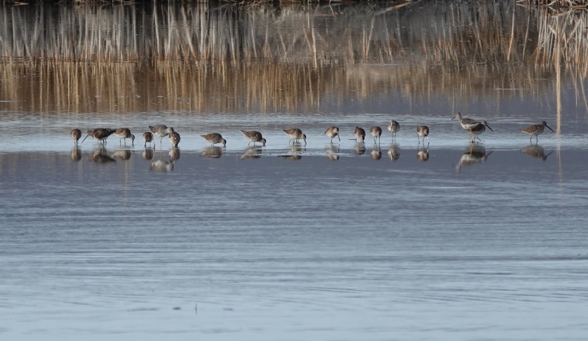 langnebbekkasinsnipe - ML431035071