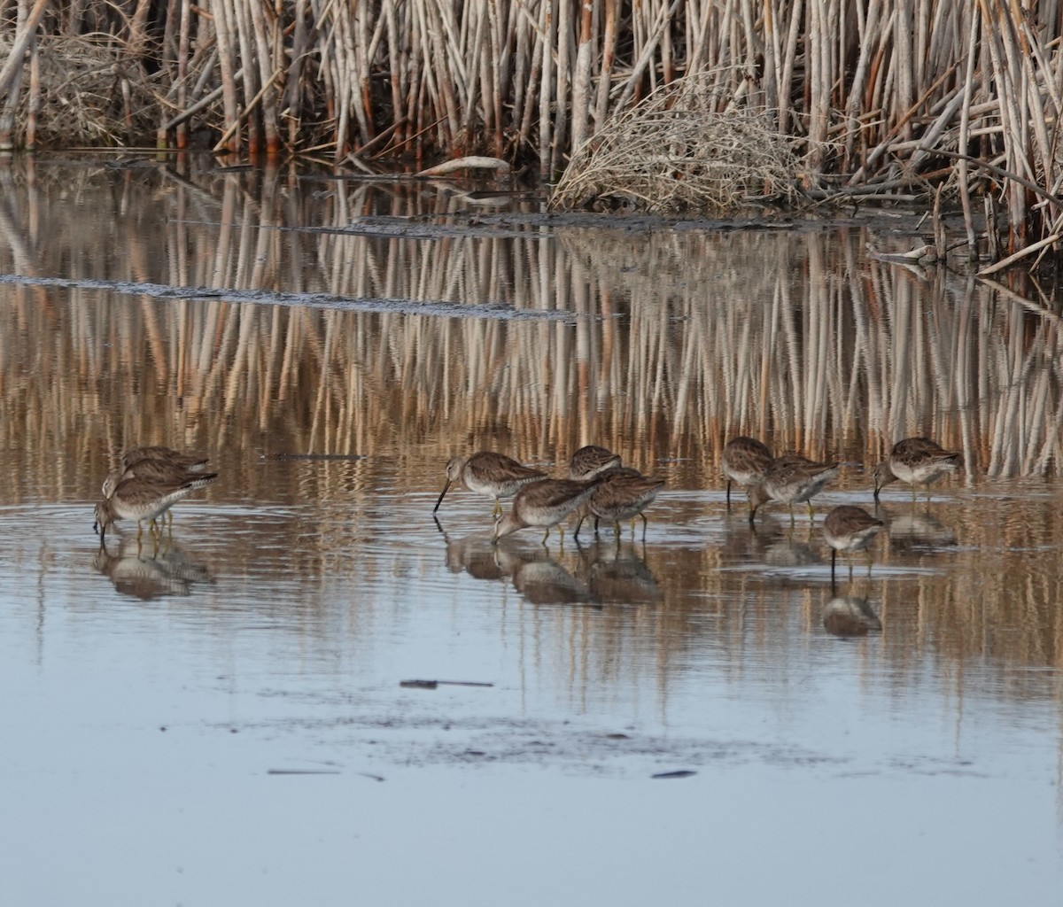 langnebbekkasinsnipe - ML431035101