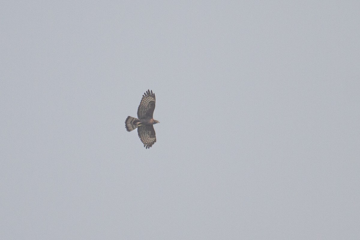 Oriental Honey-buzzard - ML431035531