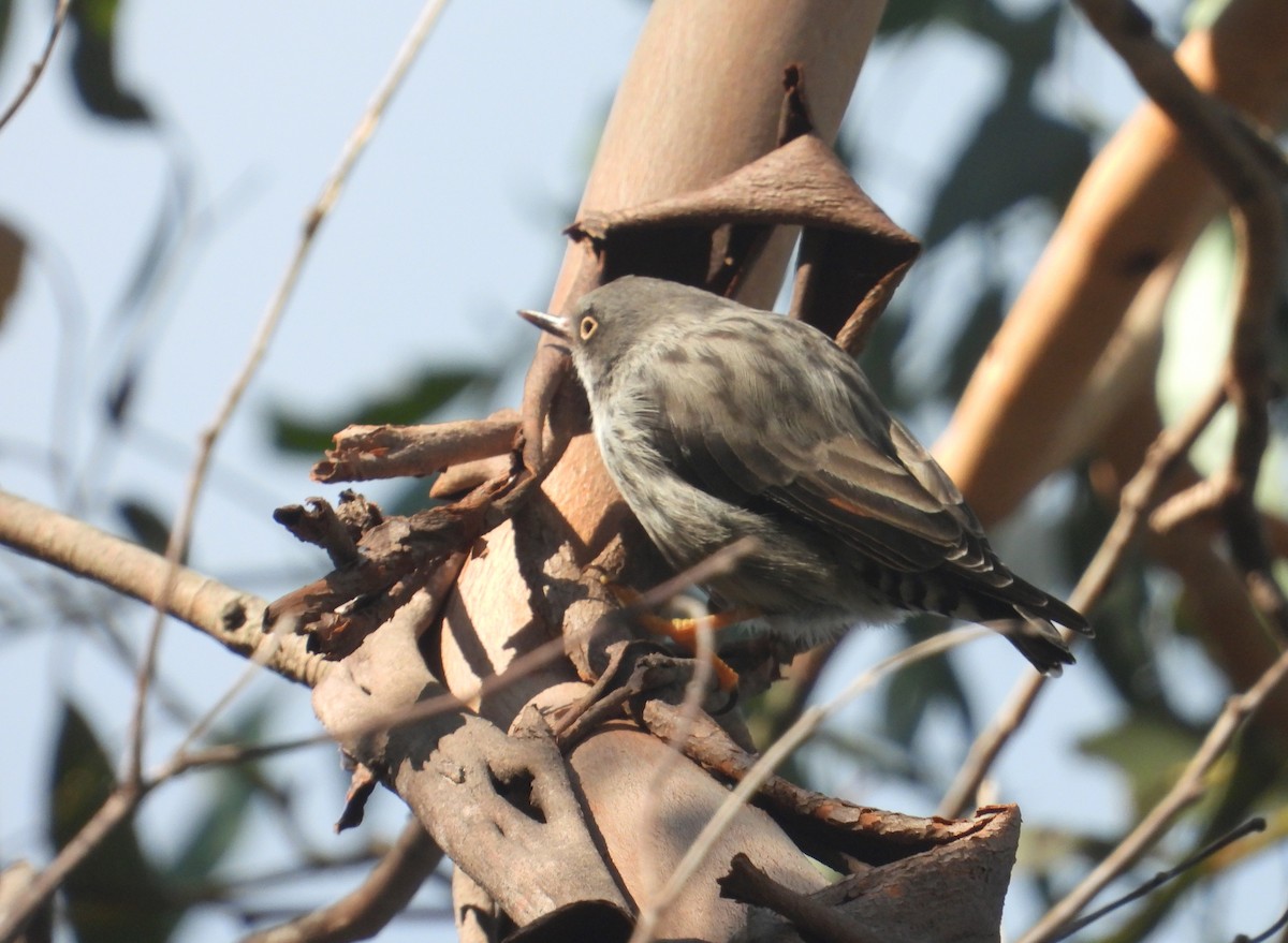 Varied Sittella - ML431035541