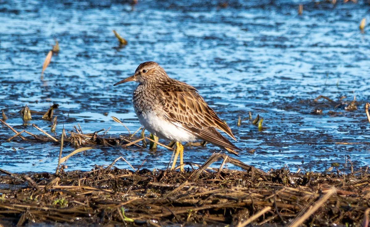 Pectoral Sandpiper - Gale VerHague