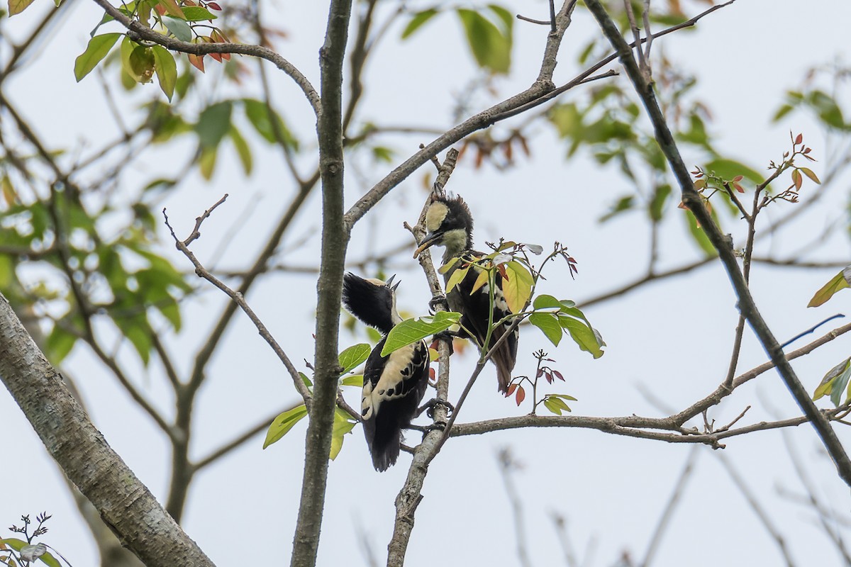 Heart-spotted Woodpecker - Wich’yanan Limparungpatthanakij