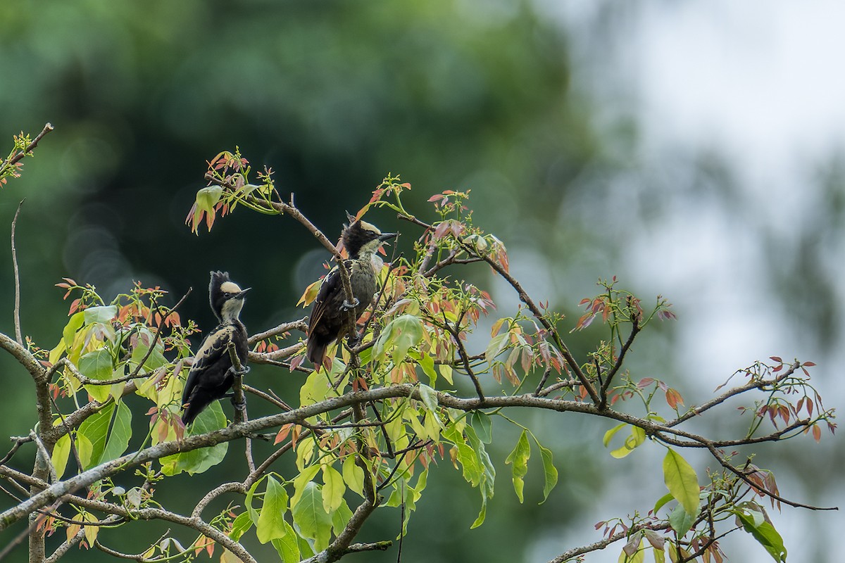 Heart-spotted Woodpecker - ML431038071